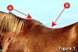 Fitting a Saddle 1 Fitting a Saddle 1