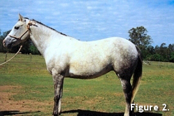 Fitting a Saddle 2 Fitting a Saddle 2