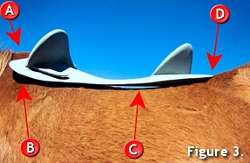 Fitting a Saddle 3 Fitting a Saddle 3