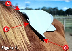 Fitting a Saddle 4 Fitting a Saddle 4