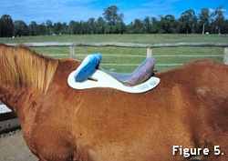 Fitting a Saddle 5 Fitting a Saddle 5