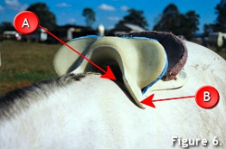 Fitting a Saddle 6 Fitting a Saddle 6