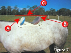 Fitting a Saddle 7 Fitting a Saddle 7